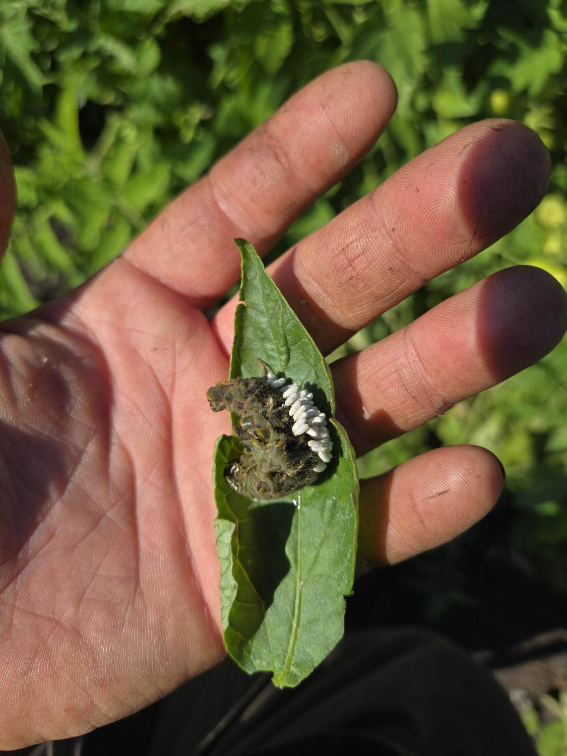 Hornworm with braconid wasp cocoons — the white rice