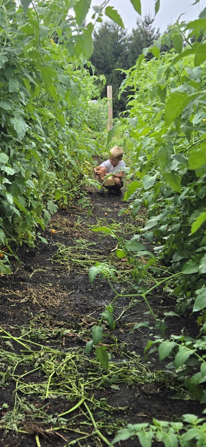 Tomato row in the market garden